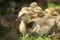 Cute ducks,Â Group of little yellow ducklings, Household